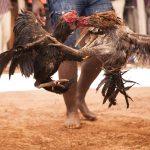 การฝึกฝนและดูแลไก่ชนให้มีความแข็งแรงและคล่องแคล่วเป็นสิ่งสำคัญในการเพิ่มโอกาสชนะในการแข่งขัน โดยการฝึกที่ถูกวิธีและการดูแลสุขภาพที่ดี.